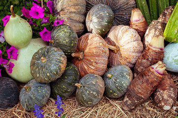 Organic farm products, pumpkin, calabash gourd or bottle gourd and taro