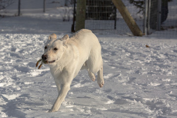 A running white shepherd carrying a pine needle branch 