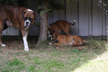 Boxers in backyard - Powered by Adobe