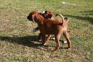 Boxer Pups playing