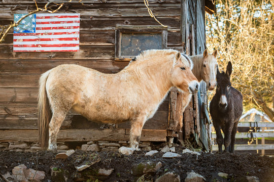 Couple of horses at the farm in front of USA flag