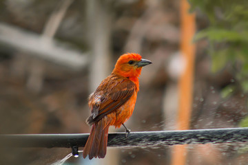 Background photo. The fire sanhaçu is a passerine bird of the family Cardinalidae.