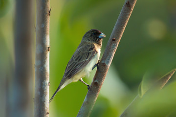 Background photo. Gray-backed Grass porridge is a passerine bird of the family Thraupidae.