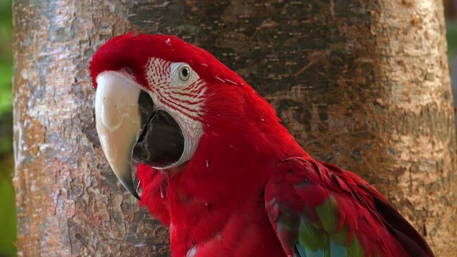 Scarlet Macaw Colorful Parrot Bird