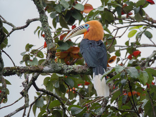 Rufous-necked Hornbill stand on a branch,Beautiful in jungle hornbill, wild scene from nature Thailand © JT Jeeraphun