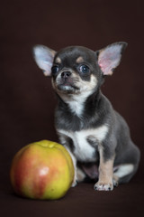 A blue Chihuahua puppy sits with an Apple on a dark background.