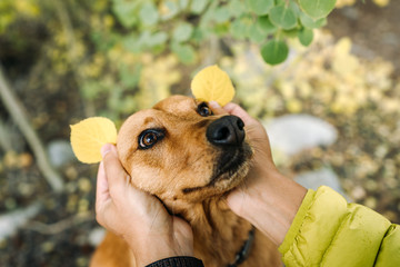 dog has leaf ears - 316070971