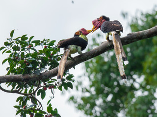 Helmeted Hornbill(Buckeroos vigil) male and female with fruit on the branch in nature at Hala-bala National Park,Lovers Hornbill ,Southern Thailand © JT Jeeraphun