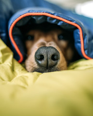Dog nose under blanket