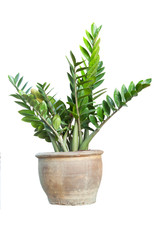 Zanzibar gem, aroid palm or arum fern in pot isolated on white background included clipping path.