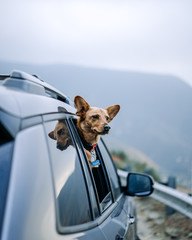 Dog looking out car window - 316071173