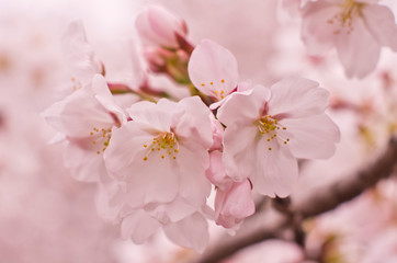 Cherry blossoms in full bloom.