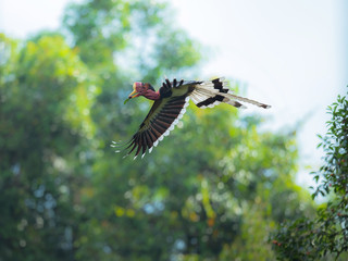 Helmeted Hornbill flying in the nature,Rare bird of Thailand © JT Jeeraphun