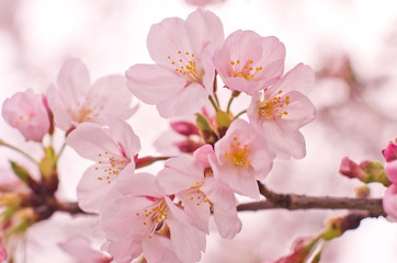 Fototapeta premium Cherry blossoms in full bloom.