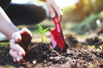 Closeup image of a woman using shovel to plant a small tree in the garden