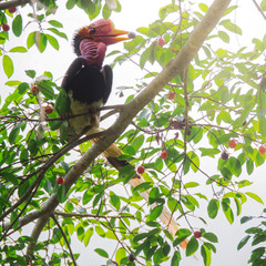 Helmeted Hornbill  male on branch in the nature,Rare bird of southern thailand © JT Jeeraphun