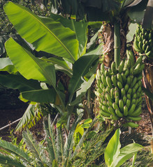 exotic banana plantation in Tenerife, Canary Island - Platanas canarias growing. Banana jungle in desaturated colors.