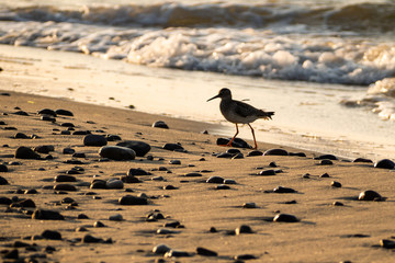 Sandpiper walking on a sea sand beach at sunset on Baltic sea