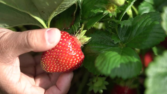 4K video of men picking strawberry in the farm