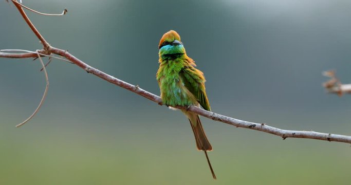 Video 4K of Green bee-eater in nature