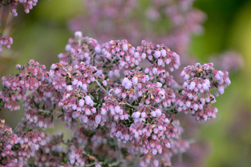 ピンクの壺型の小さな花がビッシリと咲いているジャノメエリカ