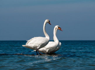 White swans at Baltic sea coast in sunny day