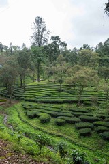 Fototapeta na wymiar Tea Plantations and Shola forest near Valparai, Tamilnadu,India, Asia