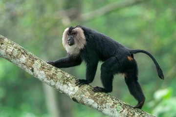 Lion-tailed Macaque walking on the tree bark in search of food seen near Valparai, Tamilnadu,India, Asia