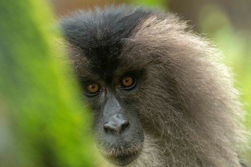 Lion tailed macaque portrait near Valparai, Tamilnadu,India, Asia