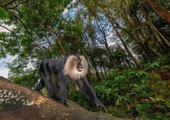 Lion-tailed Macaque coming down from canopy on  the tree bark in search of food seen near Valparai, Tamilnadu,India, Asia