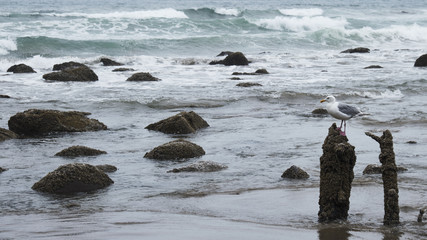 Seagull on weathered pile