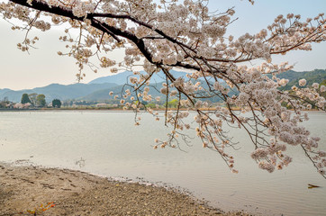 Fototapeta na wymiar 京都の広沢池