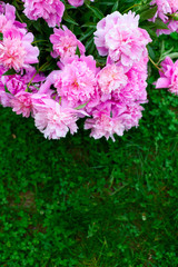bouquet of peonies in vase in garden