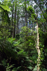 Fototapeta premium ranforest in the dandenongs