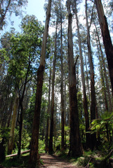 Fototapeta premium path in the dandenongs