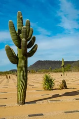 Poster Im Rahmen Arizona-Kaktus © Narrow Window Photog