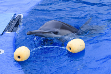 水族園のイルカ