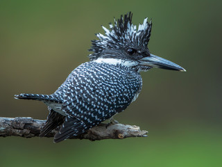 Close up Crested kingfisher male(Megaceryle lugubrious)standing on branch in the nature,Thailand
