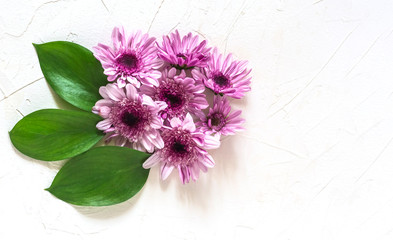 flat lay a bouquet of purple chrysanthemums with a copy of the space
