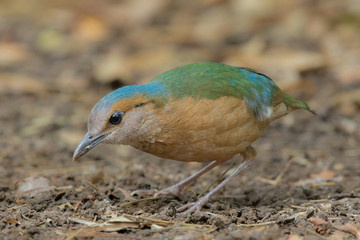 Blue-rumped pitta male close up in the nature of Nam Cat Tien National Park, Vietnam