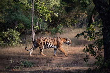 Fototapeta na wymiar A beautiful tigress in her natural habitat
