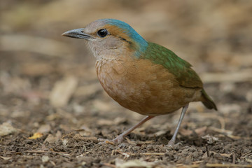 Blue-rumped pitta male close up in the nature of Nam Cat Tien National Park, Vietnam
