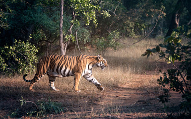 Obraz na płótnie Canvas A beautiful tigress in her natural habitat