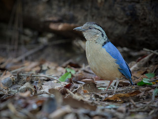 Giant Pitta(Pitta caerulea)Giant Antpitta, living in wet primary lowland forest. Close up photo, shy bird in wet tropical forest environment,Krabi Thailand