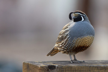 California quail posing on railing - obrazy, fototapety, plakaty
