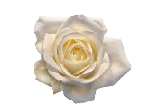 White rose isolated on the white background