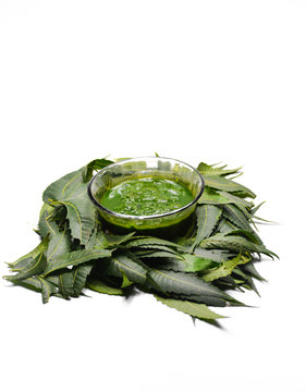 Medicinal ayurvedic azadirachta indica or Neem leaves with neem paste isolated on white background