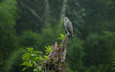 Cloes up a Lesser Fish-Eagle standing on stump in the rain,rare bird,cute bird,Southern Thailand