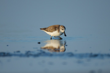 Spoon-billed Sandpiper and shorebirds at the Inner Gulf of Thailand.Very rare and critically endangered species of the world,walking and foraging in water with morning light