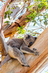 A Relax Coala in Cape Otway National Park